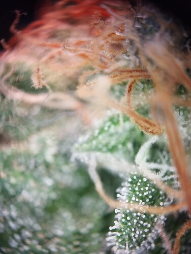 Growreport Bild 57
