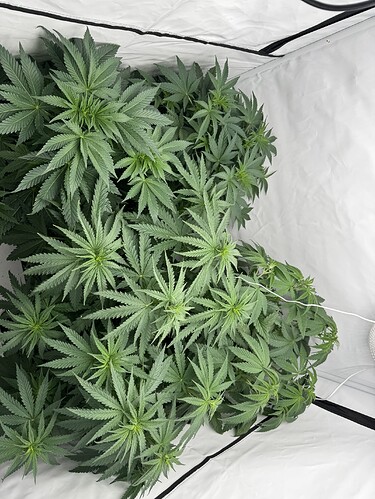 Growreport Bild 3