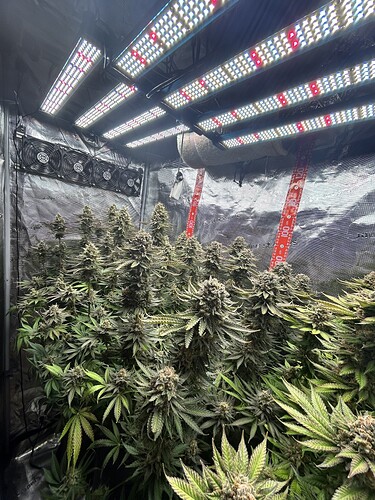 Ein Growzelt mit mehreren blühenden Cannabis-Pflanzen unter LED-Beleuchtung.