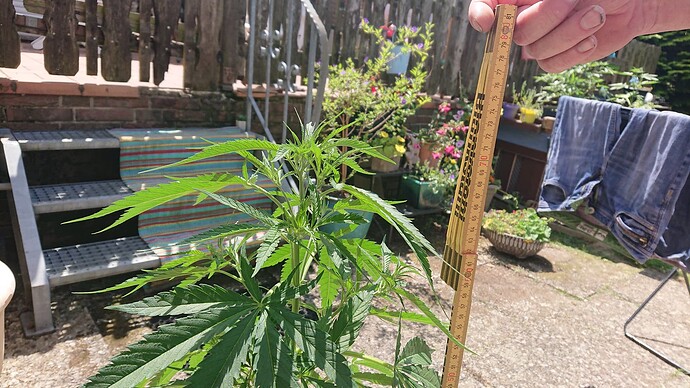 Growreport Bild 36