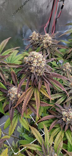 Growreport Bild 1