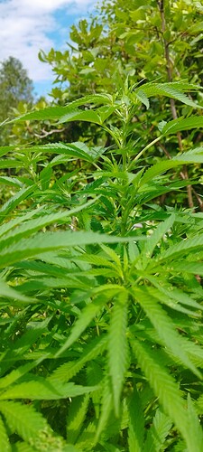 Growreport Bild 7