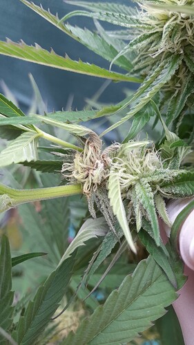 Growreport Bild 7
