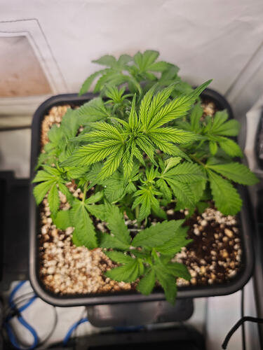 Growreport Bild 16