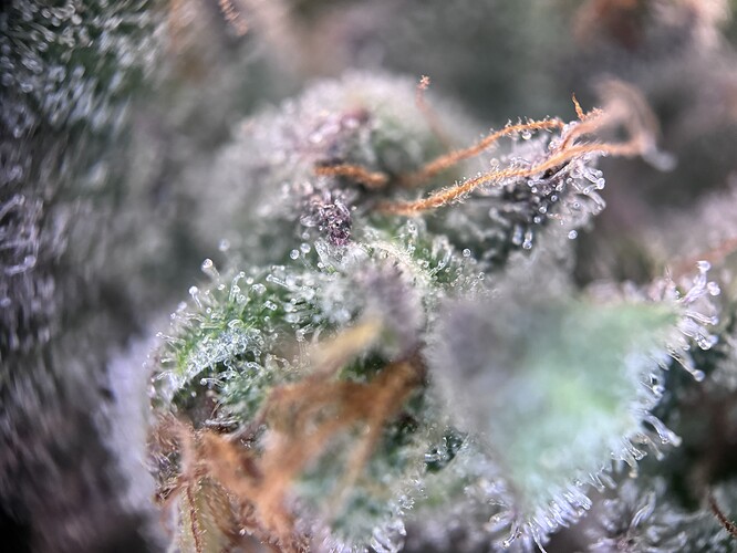 Growreport Bild 37