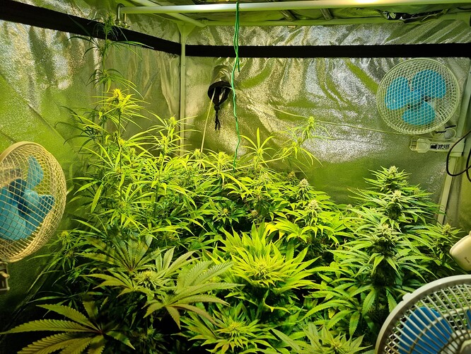 Mehrere Cannabis-Pflanzen in einem Zelt, die sich im Wuchs befinden, mit Lüftern und Beleuchtung.