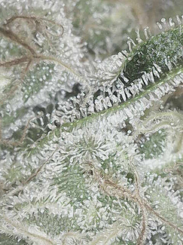 Growreport Bild 14