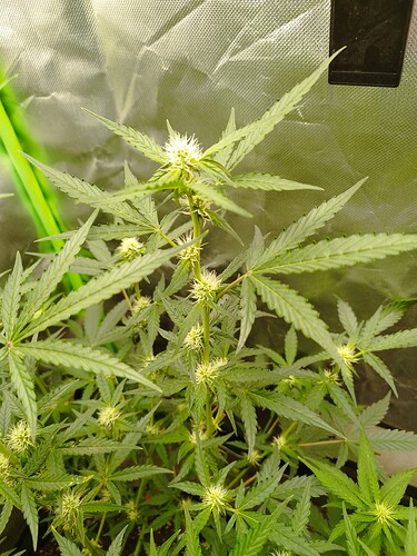 Eine junge Cannabispflanze in der Blütephase mit mehreren beginnenden Blütenständen und charakteristischen Blättern.