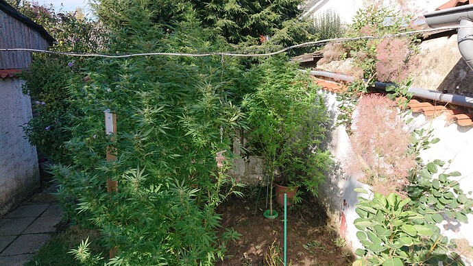 Growreport Bild 87