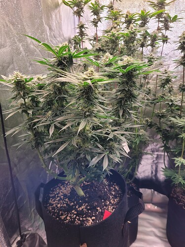 Growreport Bild 8
