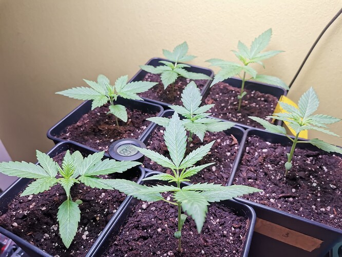 Green Gelato outdoor 2024 (4)