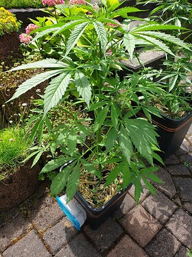sticky_VT38