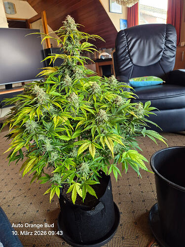Eine blühende Cannabis-Pflanze namens 'Alma' kurz vor der Ernte, stehend in einem schwarzen Stofftopf in einem Wohnzimmer.