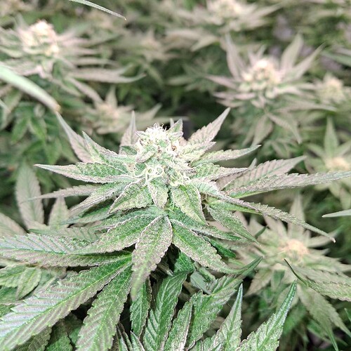 476453290_122167232084293599_2394404105610790537_n