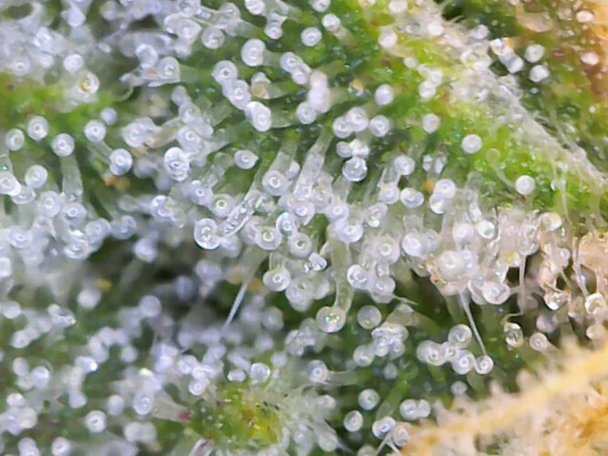 cap_68d5d92b9a20b5fb7f81468b4e7a3e40_00_06_52_07