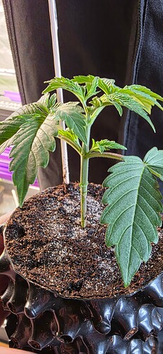 Growreport Bild 14
