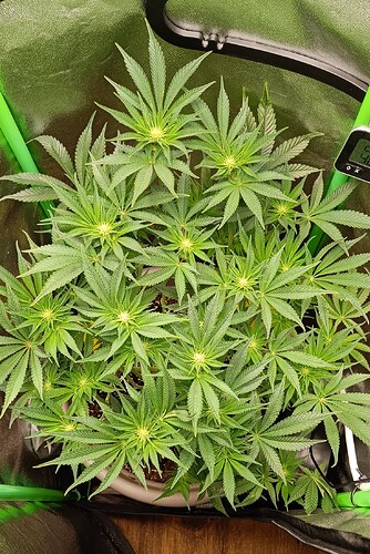 Growreport Bild 2