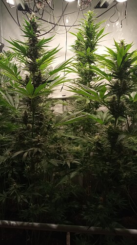 Growreport Bild 27