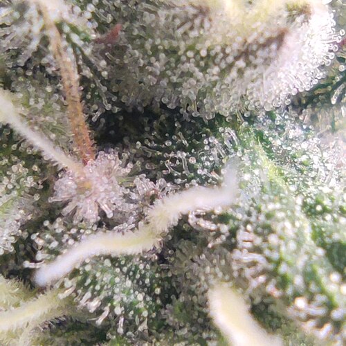 Growreport Bild 11