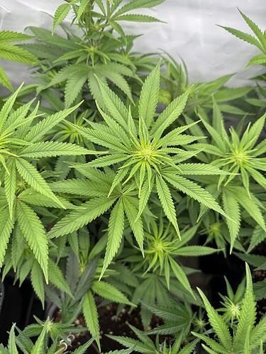 Growreport Bild 8