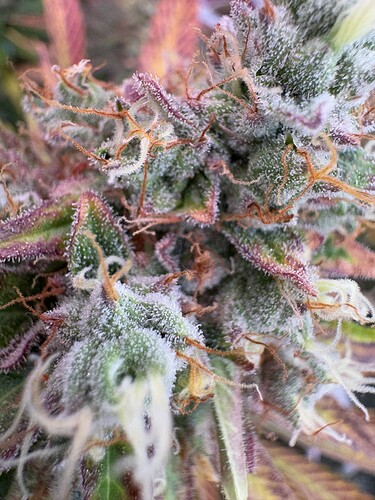 Growreport Bild 15