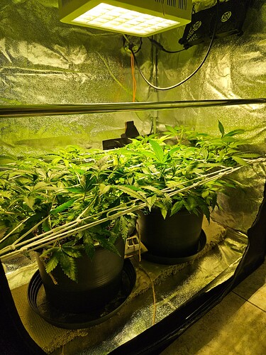 Growreport Bild 31