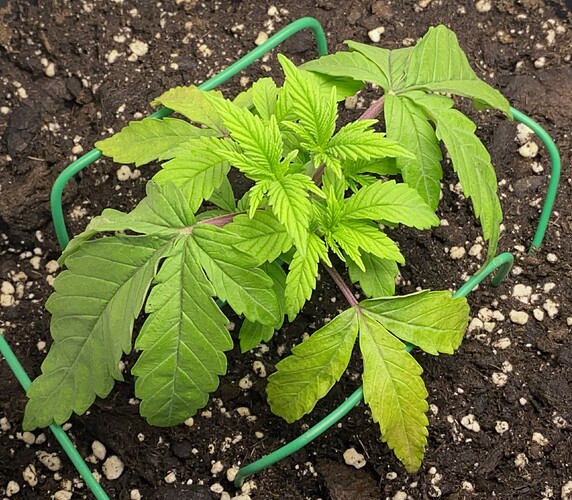 Growreport Bild 43