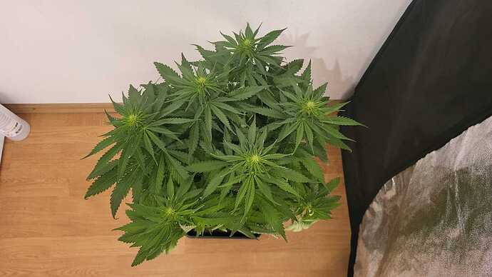 Growreport Bild 10