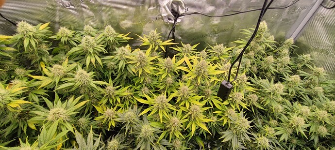 Growreport Bild 41