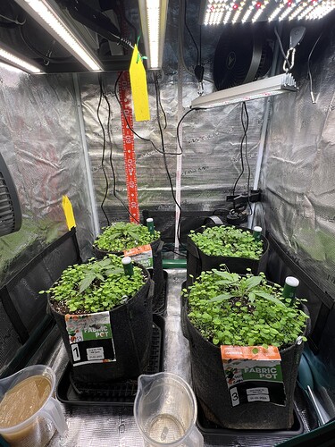 Growreport Bild 1