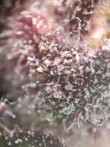 Growreport Bild 1