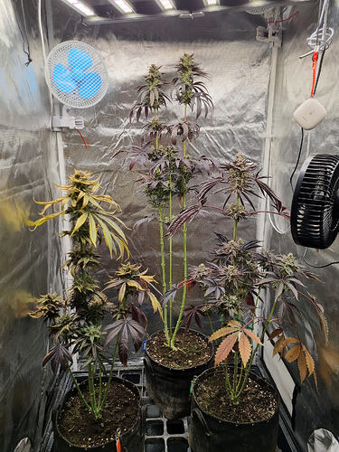 Vier Cannabis-Pflanzen in verschiedenen Stadien der Blüte in einem Growzelt, mit Lüftern und Beleuchtung.