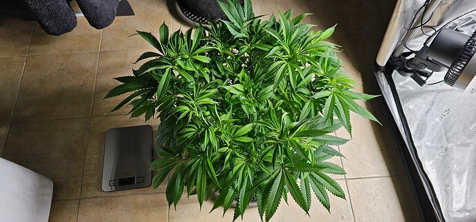 Growreport Bild 2