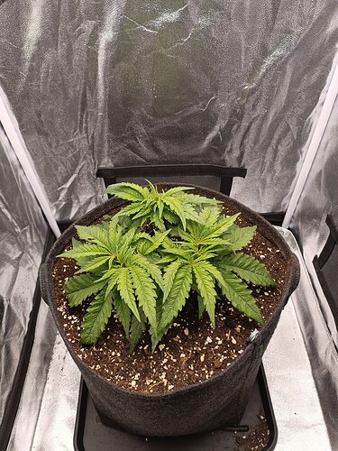 Growreport Bild 4