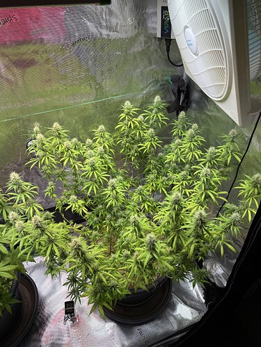 Growreport Bild 35