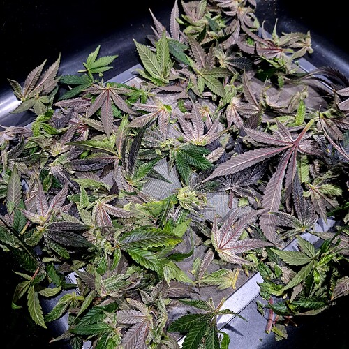Growreport Bild 6