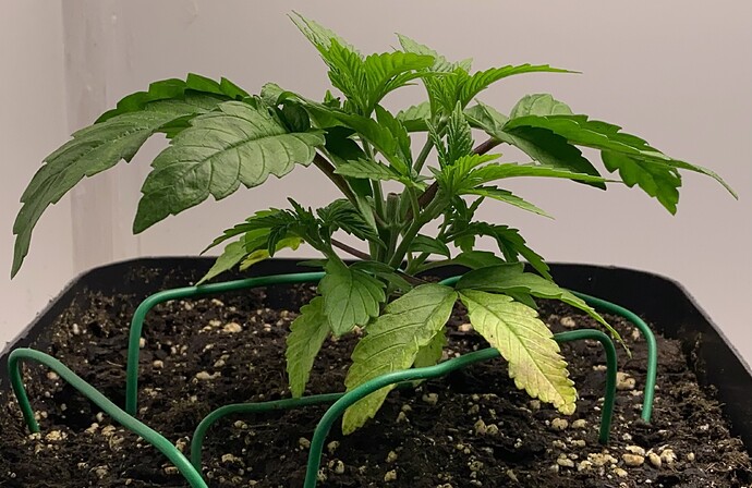 Growreport Bild 50