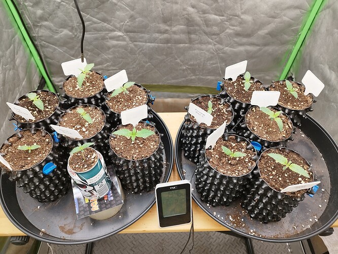 Growreport Bild 5