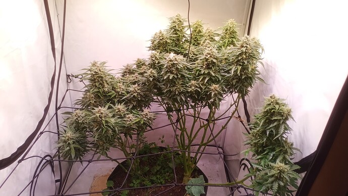 Growreport Bild 10