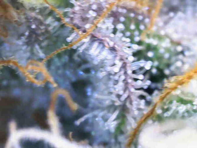 Growreport Bild 15