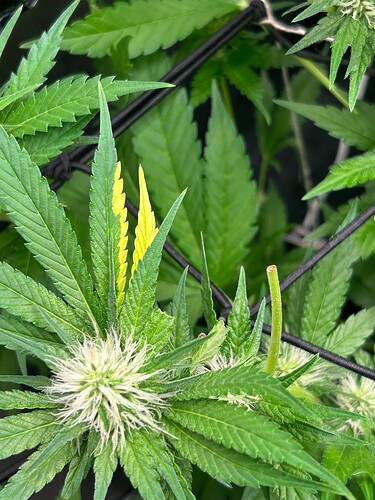 Growreport Bild 37