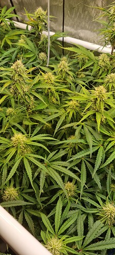 Growreport Bild 7