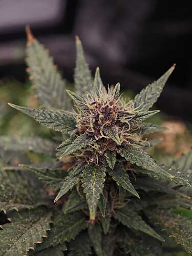 Growreport Bild 11