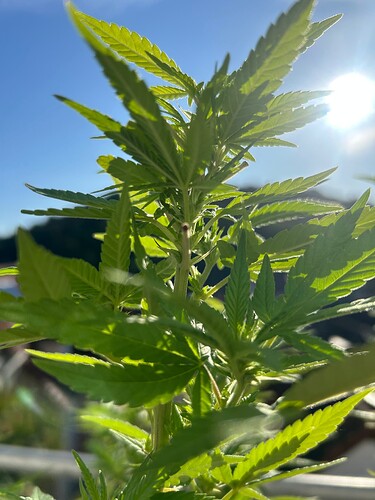 Growreport Bild 12