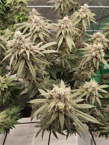 Growreport Bild 11