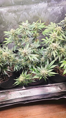 Growreport Bild 8