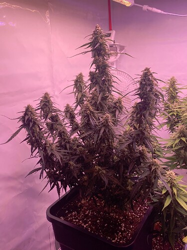 Growreport Bild 51
