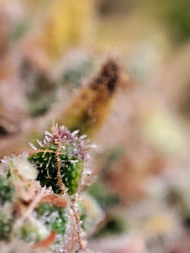 Growreport Bild 105