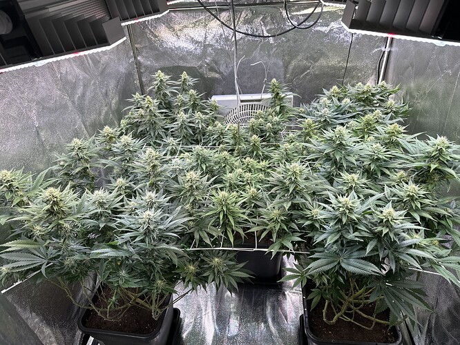 Growreport Bild 5