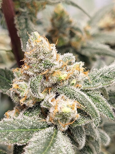 Growreport Bild 1